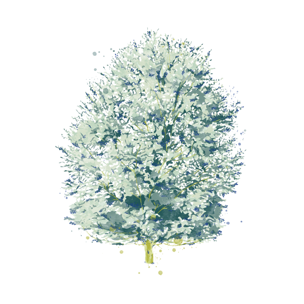 Moorbirke - Betula pubescens